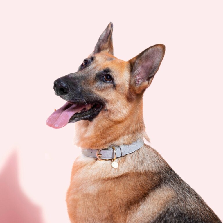 Dog Collar M/L in Grey